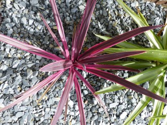 Paillage_Ardoise