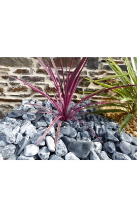 Galet Zebre calibre 40-60 mm