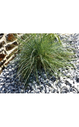 Galet Gris Clair calibre 12-24 mm