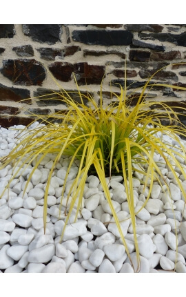 Kaliber zuiver wit kiezelsteen 12-24 mm