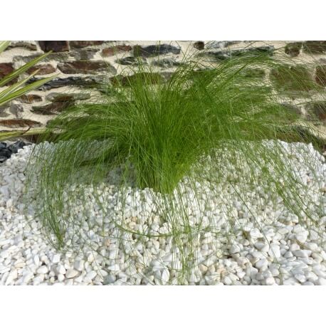 Kaliber Pure White Pebble 6-12 mm