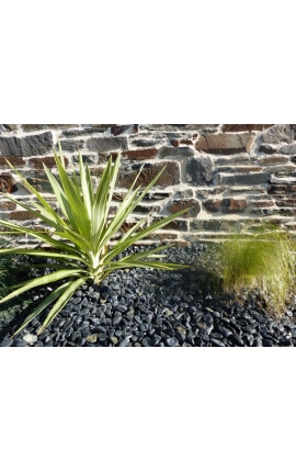 Polierte glänzende schwarze Kieselpackung mit 5 M² Kaliber 12-24 mm