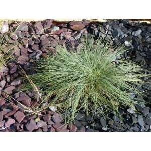 Cobertura morta de ardósia, cor violeta, saco de 30-50g, 20kg