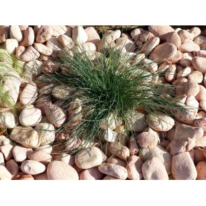 Rosa Kieselstein 40-60 - Pack 40 Säcke - 800 kg