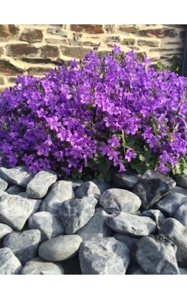 Galet noir Mat calibre 40-60 mm