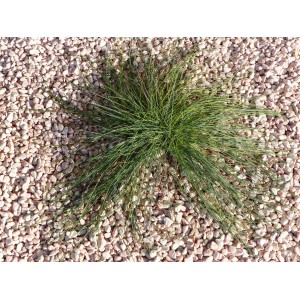 Roze Kiezel 6-12 Pak van 20 M² - 40 zakkens - 800 kg