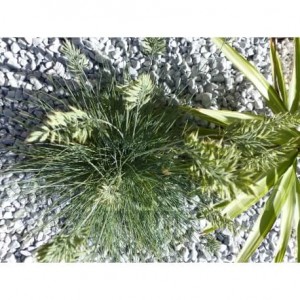 Galet Gris Clair calibre 12-24 mm