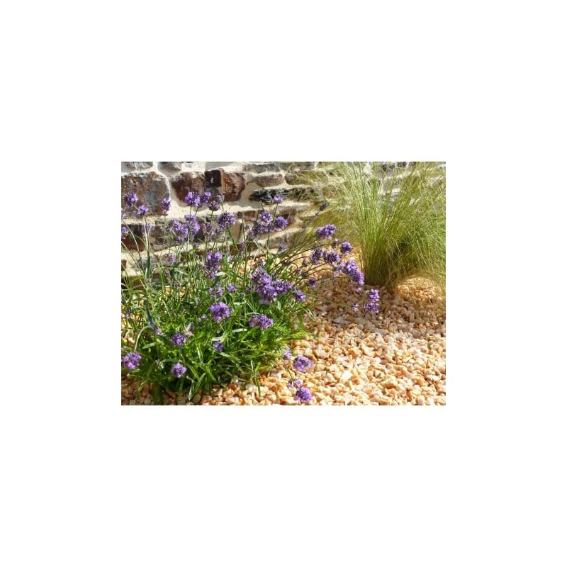 Gravier Jaune 8-12 mm