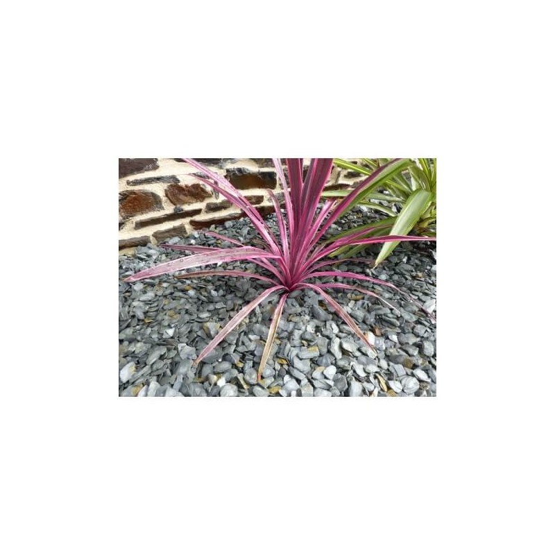 Paillage Ardoise GRIS