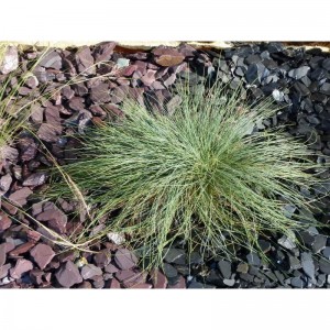 Paillage Ardoise Violine  30-50 - VRAC Big Bag - 250 kg