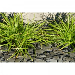 ARDOISE NOIRE RONDO 12/40 - 500 Kg