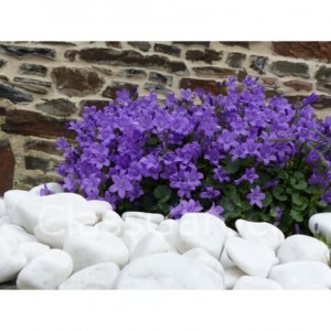 Galet blanc brillant