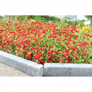 Bordure Patinée XL 50 cm