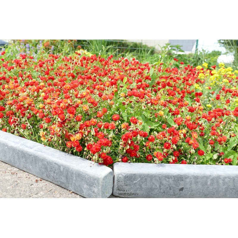 Bordure Patinée XL 50 cm